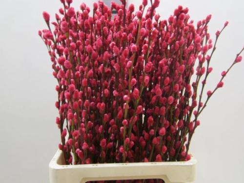 Salix kleurbehandeld H%