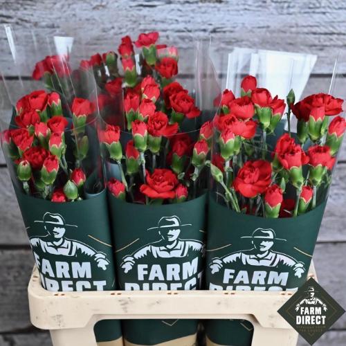 Dianthus tros Aragon