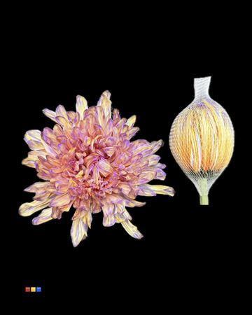 Chrysanthemum (Indicum Grp) geplozen Antonov kleurbehandeld H%