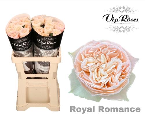 Rosa grootbloemig Royal Romance
