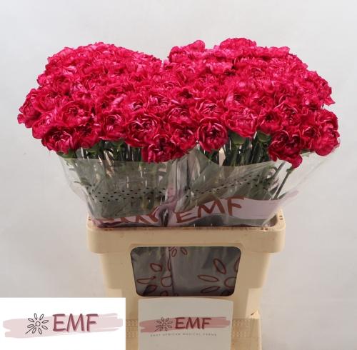 Dianthus standaard Purple Storm+