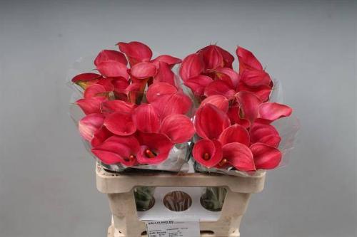 Zantedeschia 'Call Aruna'