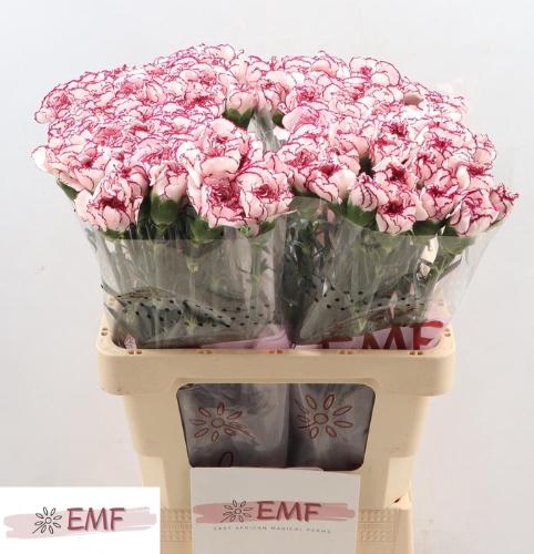 Dianthus standaard Damascus