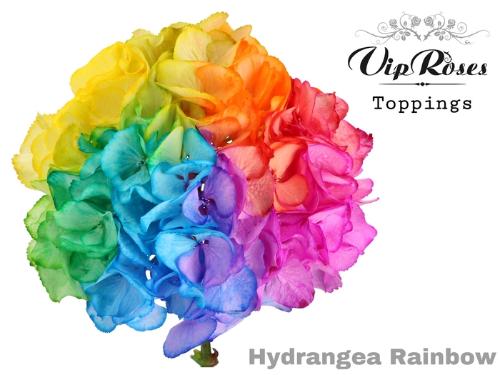 Hydrangea overig kleurbehandeld H%