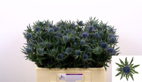 Eryngium Aquarius Questar