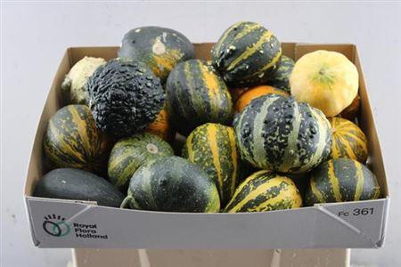Siervruchten per stuk Cucurbita pepo gemengd