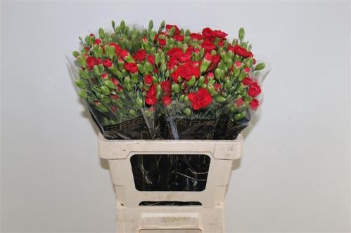 Dianthus tros Beloved