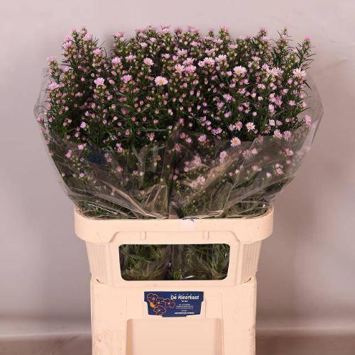 Aster Universum Grp 'Claudia'