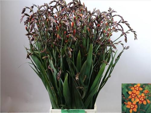 Crocosmia 'Emily Mckenzie'