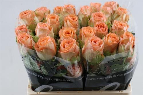 Rosa grootbloemig Country Spirit Home