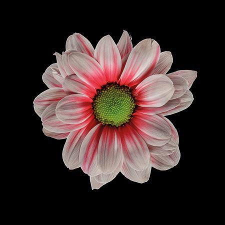 Chrysanthemum Indicum Grp tros kas kleurbehandeld H%