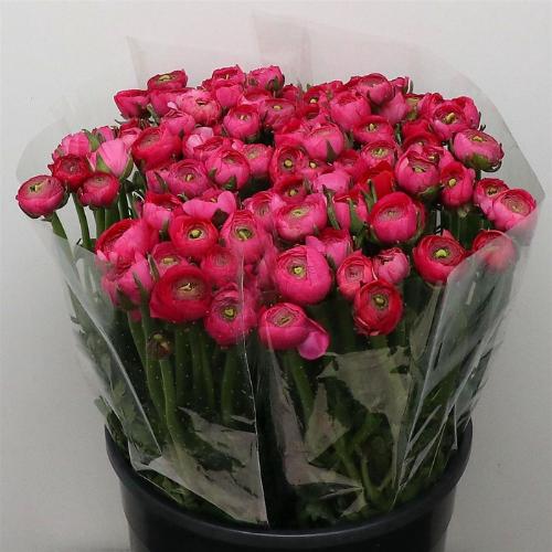 Ranunculus asiaticus 'Elegance Hot Pink'