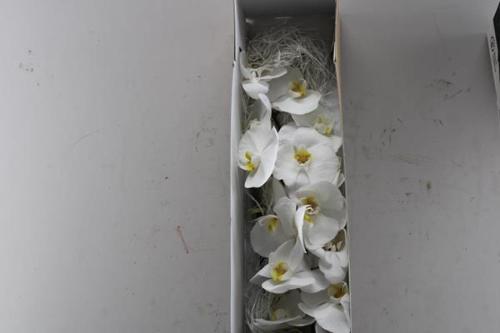 Phalaenopsis per bloem Kobe