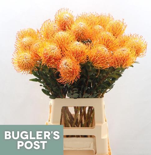 Leucospermum Ayoba Sun