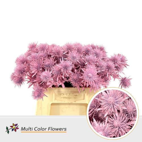 Eryngium alpinum kleurbehandeld H%