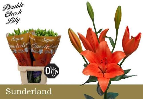 Lilium (La-Hybrids Grp) 'Sunderland'