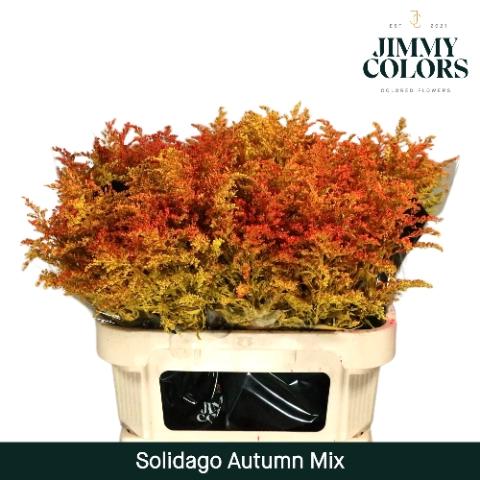 Solidago kleurbehandeld H%
