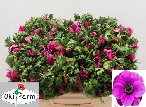 Anemone coronaria 'Galil Purper'