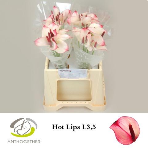 Anthurium Princess Amalia Hot Lips