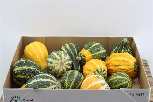 Cucurbita pepo
