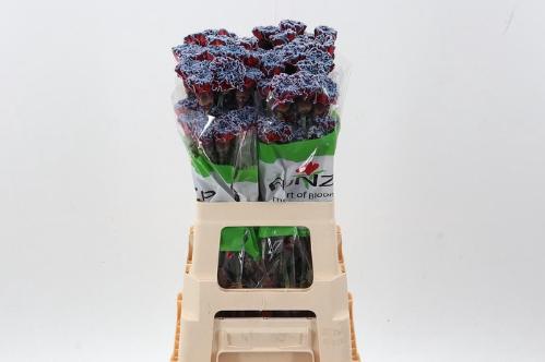 Dianthus standaard kleurbehandeld H%