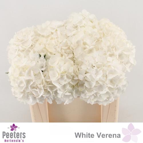 Hydrangea macrophylla Noordpool