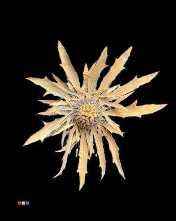 Eryngium alpinum kleurbehandeld H%