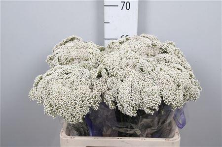 Ozothamnus 'Cooks Snow White'