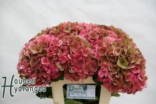 Hydrangea macrophylla Glowing Alps (classic)