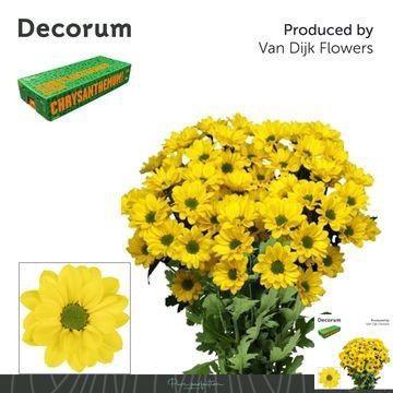Chrysanthemum( Indicum Grp) tros Copa
