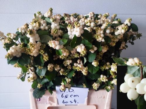 Symphoricarpos Magical White Dream