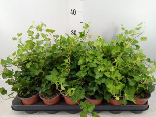 Hedera helix 'Wonder'