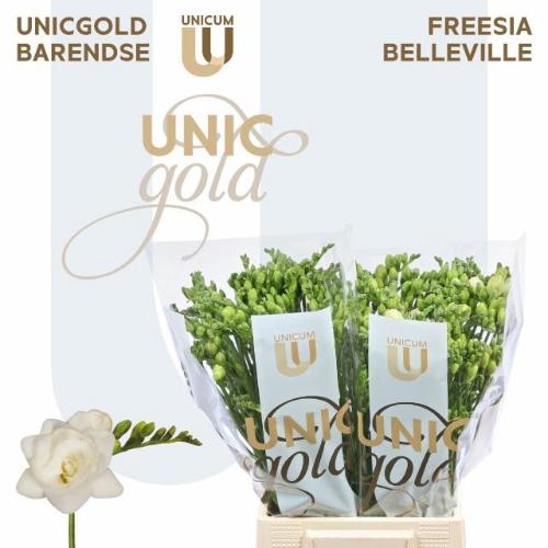 Freesia dubbelbloemig Belleville