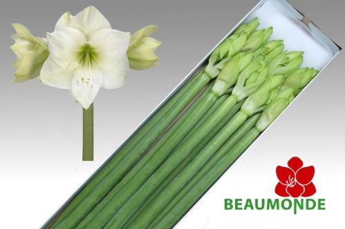 Hippeastrum Galaxy Grp 'Casablanca'