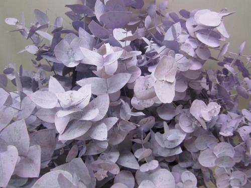 Eucalyptus cinerea kleurbehandeld per bos H%