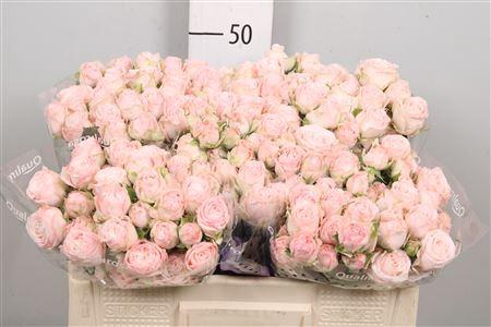 Rosa tros Bombastic