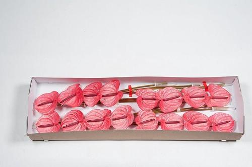 Anthurium Andreanum Grp Candy