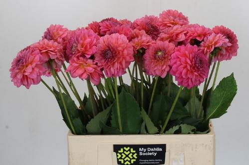 Dahlia Decor Grp 'Pink Runner'
