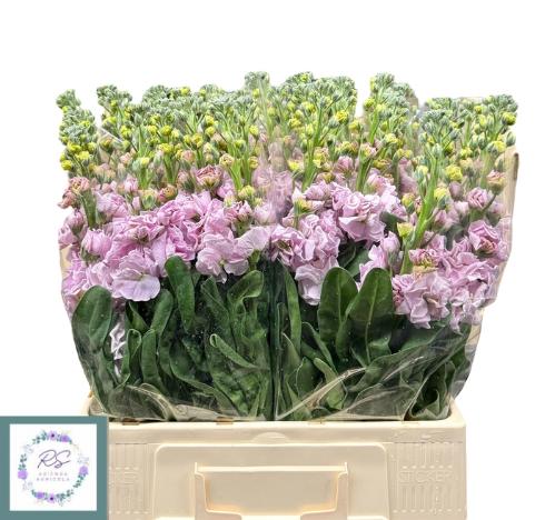 Matthiola incana 'Iron Cherry Blossom'