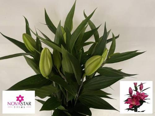 Lilium Oriental Grp 'Tarrango'