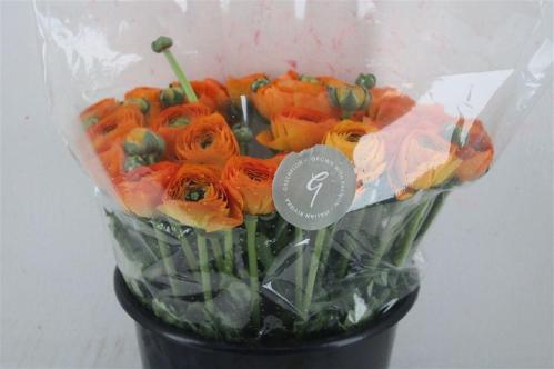 Ranunculus asiaticus Success Lambada