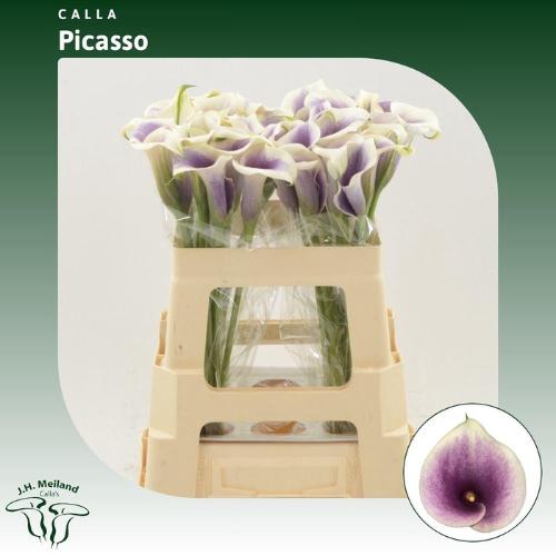 Zantedeschia 'Picasso'