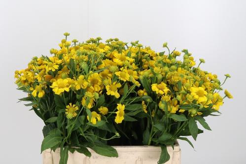 Helenium 'Kanaria'