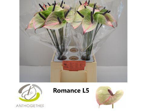 Anthurium Andreanum Grp Romance Imp