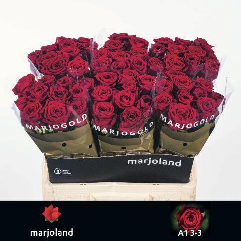 Rosa grootbloemig Red Naomi!