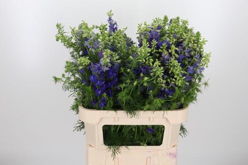 Consolida regalis 'Qis Dark Blue'