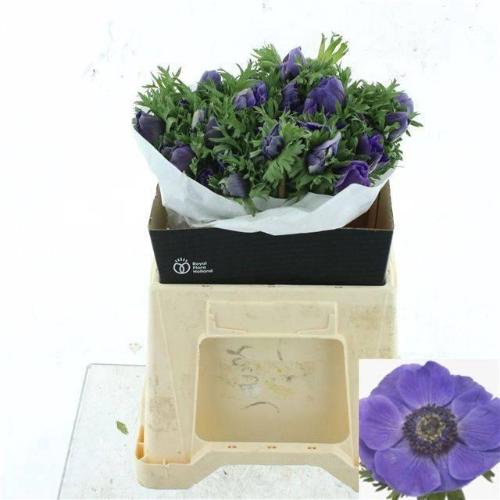 Anemone coronaria 'Mistral Plus Dark Blue'