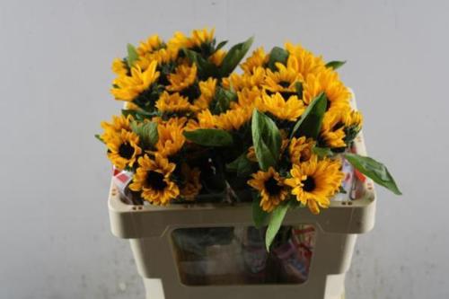 Helianthus annuus Sunova