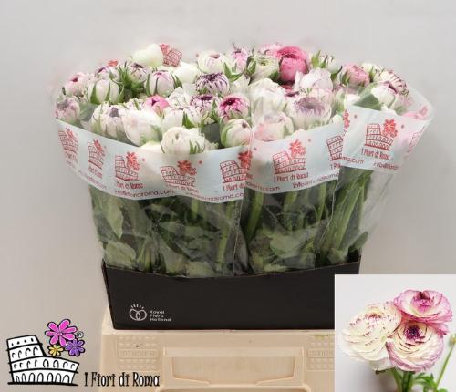 Ranunculus asiaticus 'Elegance White Stripes'