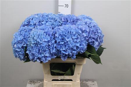 Hydrangea macrophylla Royal Parade